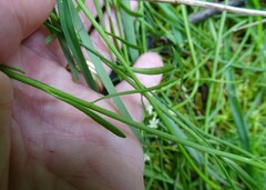 Stackhousia aspericocca