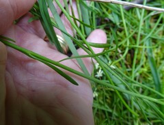 Stackhousia aspericocca