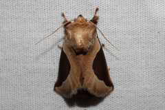Prolimacodes badia