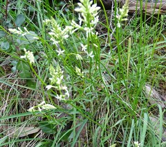 Stackhousia aspericocca