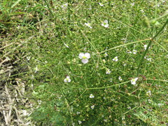 Alisma