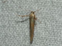 Stathmopoda cephalaea