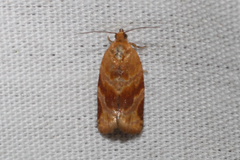 Argyrotaenia