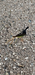 Tenodera sinensis