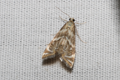 Petrophila canadensis