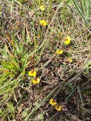 Bossiaea prostrata
