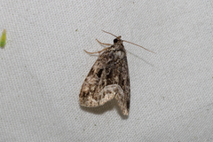 Protodeltote muscosula