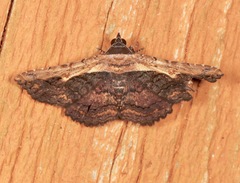 Selenisa sueroides