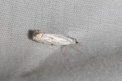 Crambus albellus