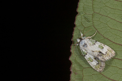 Chytonix