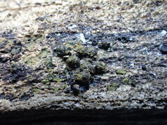 Pseudotrichia mutabilis