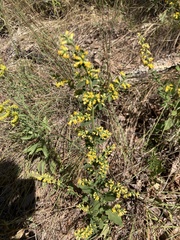 Solidago petiolaris