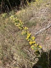 Solidago petiolaris