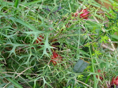 Isopogon ceratophyllus