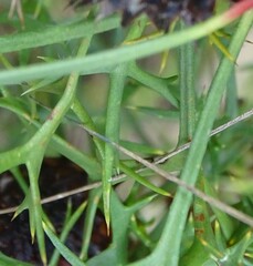 Isopogon ceratophyllus