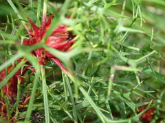 Isopogon ceratophyllus