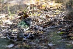 Chrysococcyx lucidus