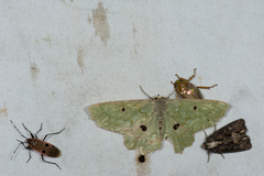 Chlorodontopera discospilata