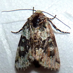 Lacinipolia implicata