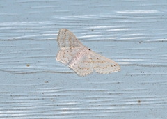 Idaea tacturata