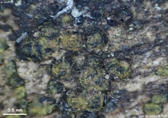 Pseudotrichia mutabilis