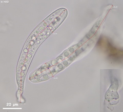 Pseudotrichia mutabilis