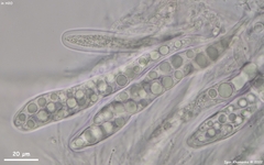 Pseudotrichia mutabilis