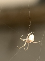 Eustala anastera