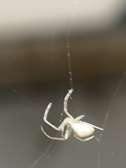 Eustala anastera