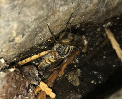 Therevidae