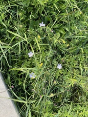Geranium sibiricum