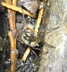 Therevidae