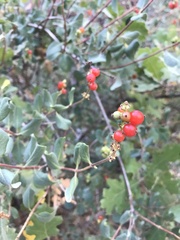 Lonicera subspicata denudata