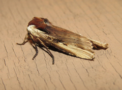Xylena curvimacula