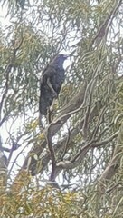 Corvus mellori