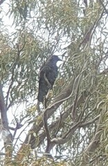Corvus mellori