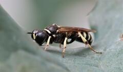 Ectemnius lapidarius