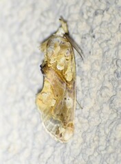 Plusiodonta compressipalpis