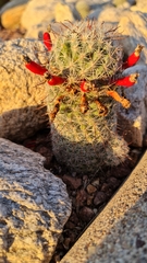 Mammillaria grahamii