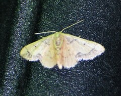 Idaea kendallaria