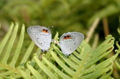 Everes lacturnus