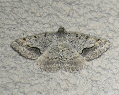 Frederickia s-signata