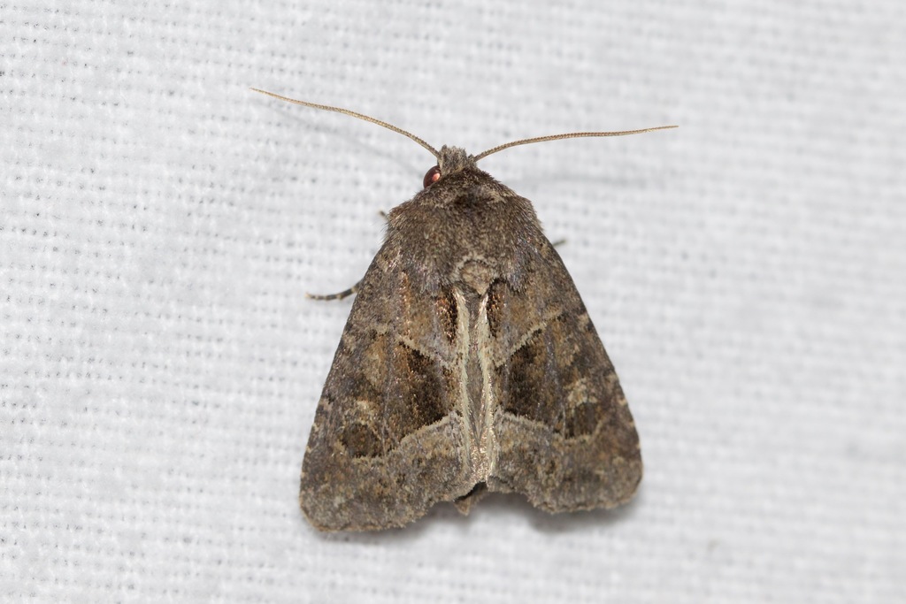 obtuse sedge borer