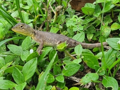 Agamidae