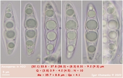 Pseudotrichia mutabilis