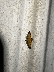 Ategumia ebulealis