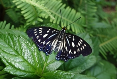 Euripus nyctelius