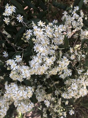 Olearia lirata