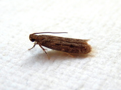 Protolechia frugalis