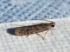 Protolechia frugalis